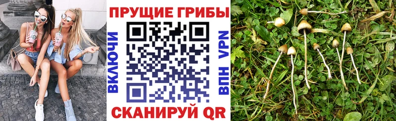 Псилоцибиновые грибы мухоморы  как найти наркотики  OMG как войти  Баймак 